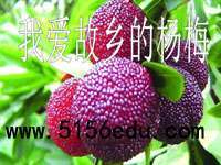 《我爱故乡的杨梅》ppt课件3